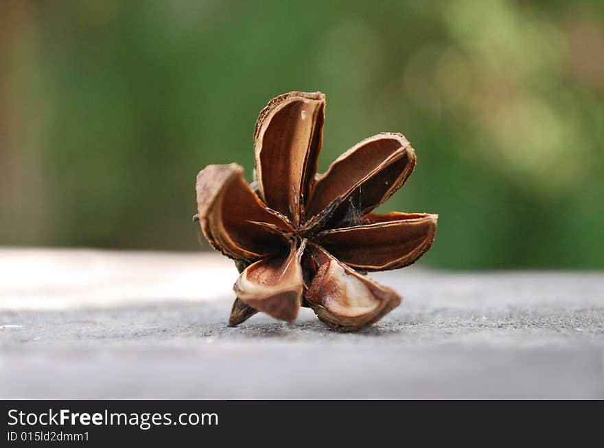 A Seed Shell