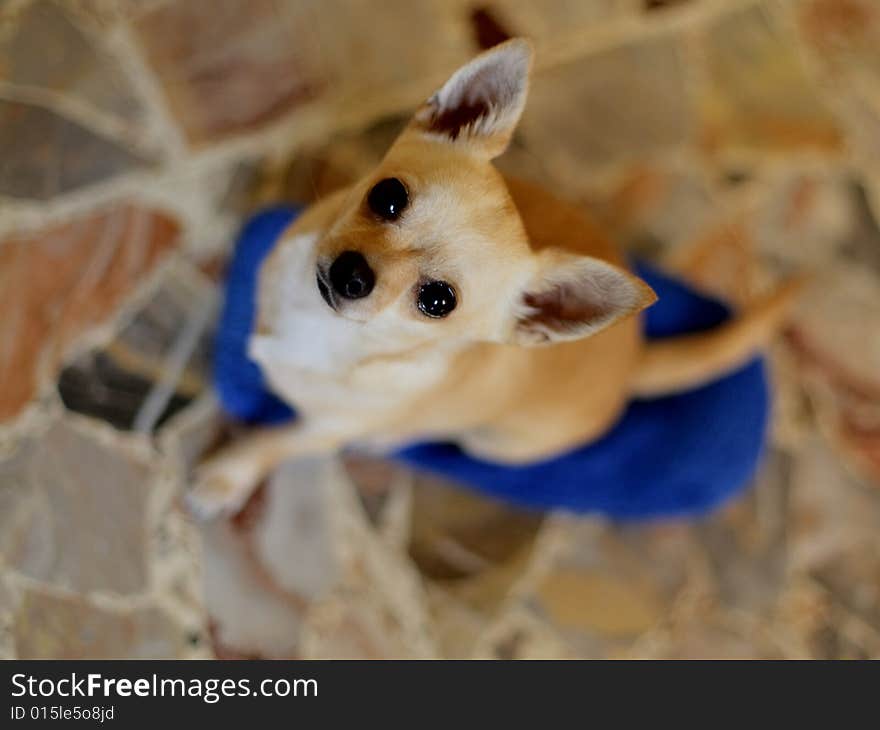 Chihuahua is waiting treats