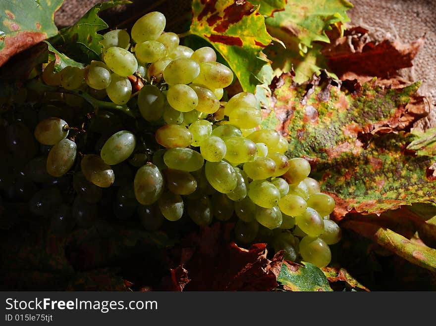 Grapes with autumn fall vine leaves