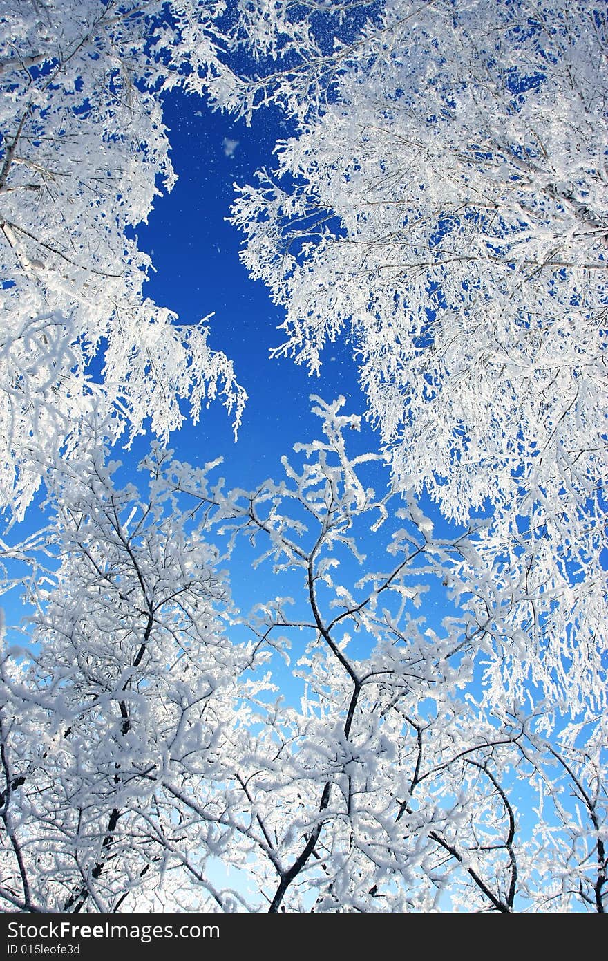 Winter snow branch blue clear sky