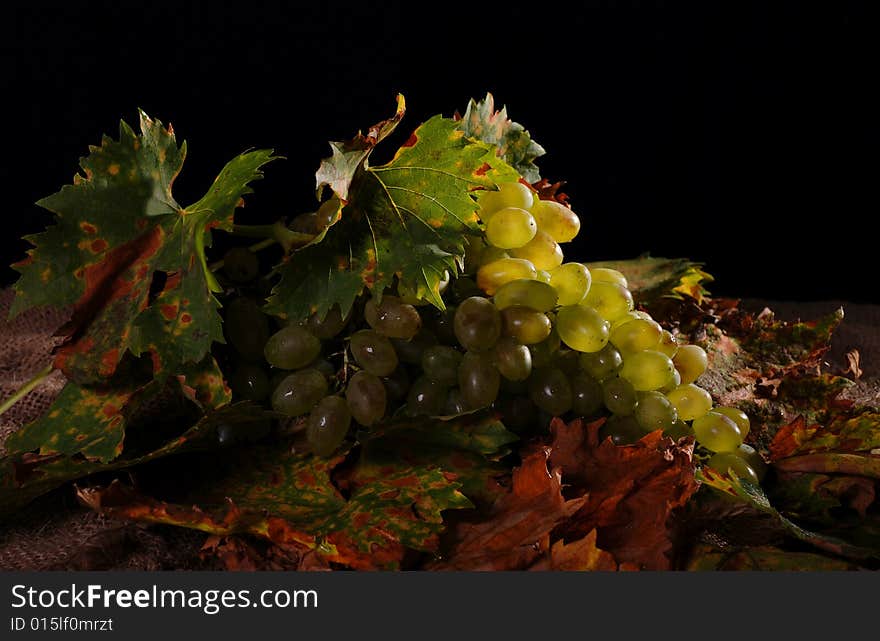 Grapes with autumn fall vine leaves