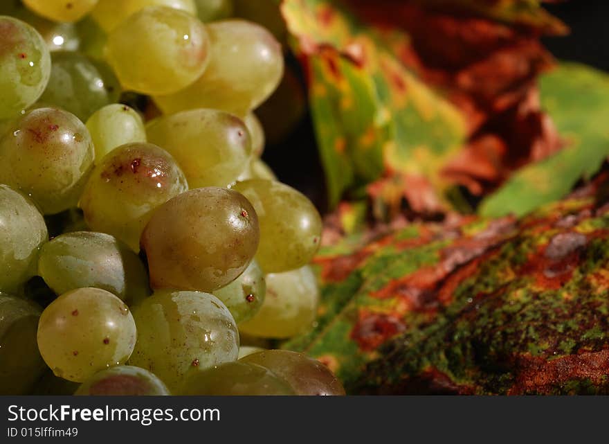 Grapes with autumn fall vine leaves