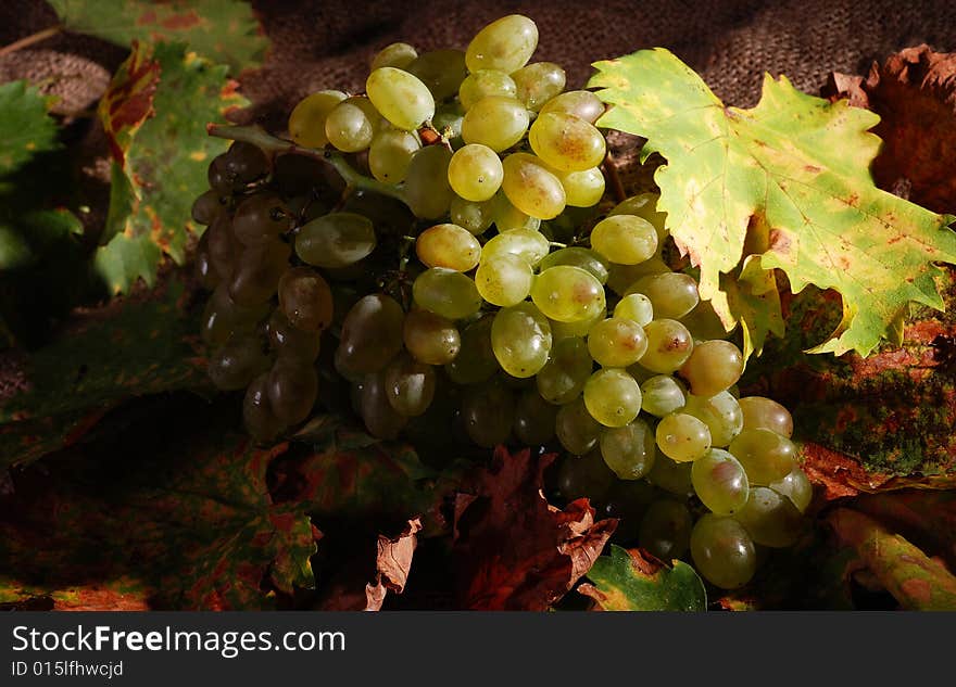 Grapes with autumn fall vine leaves