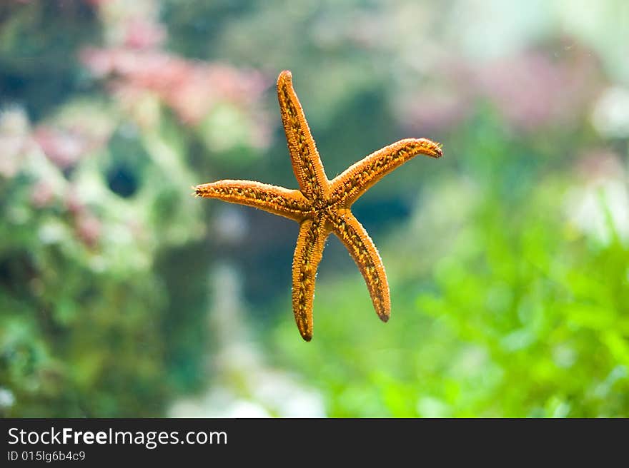 Beautiful starfish - photo taken in Berlin Aquarium