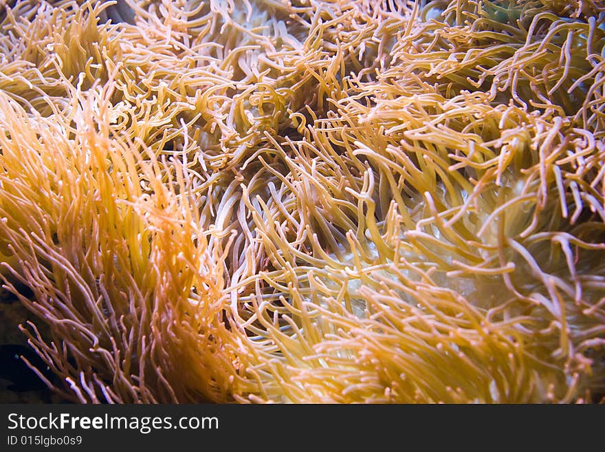 Colorful fragment of reef - photo taken in Berlin Aquarium. Colorful fragment of reef - photo taken in Berlin Aquarium