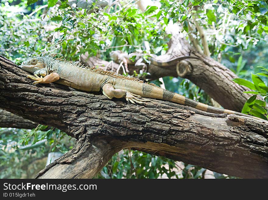 Lizard on the tree - zoo in Berlin