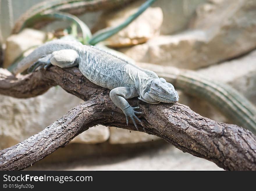 Sleeping Lizard On The Tree