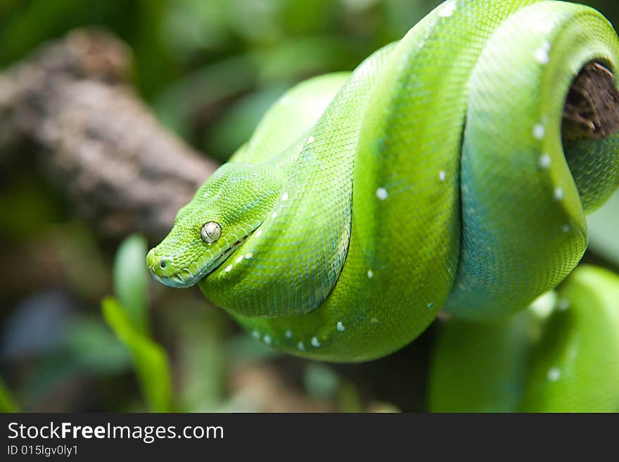 Beautiful snake