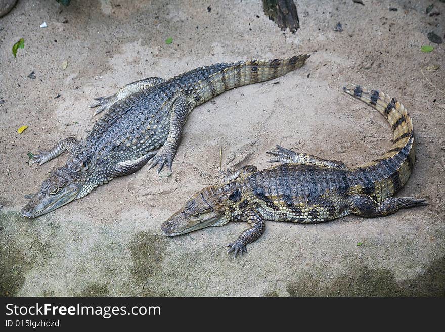 Two crocodiles on the river bank