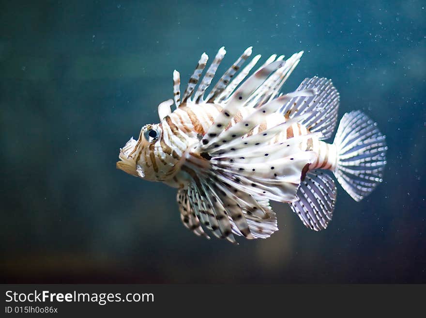 Colorful tropical fish photographed in Berlin Aquarium