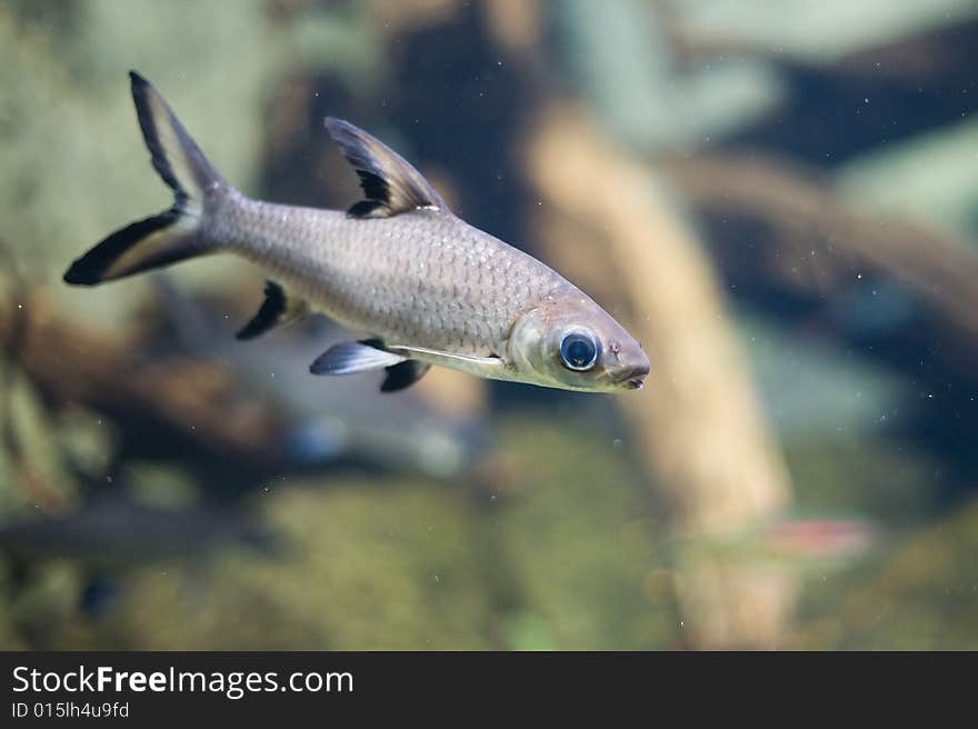 Colorful tropical fish photographed in Berlin Aquarium