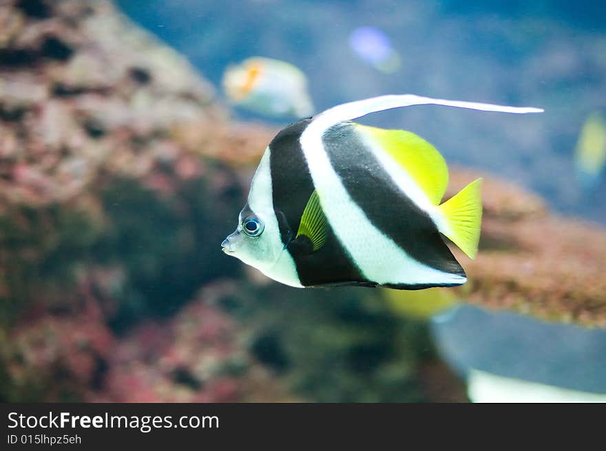 Colorful tropical fish photographed in Berlin Aquarium