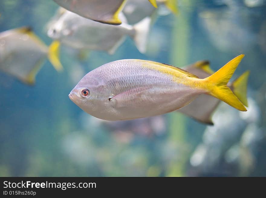 Colorful tropical fish photographed in Berlin Aquarium