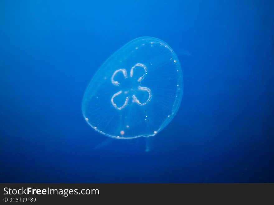 Beautiful jellyfish