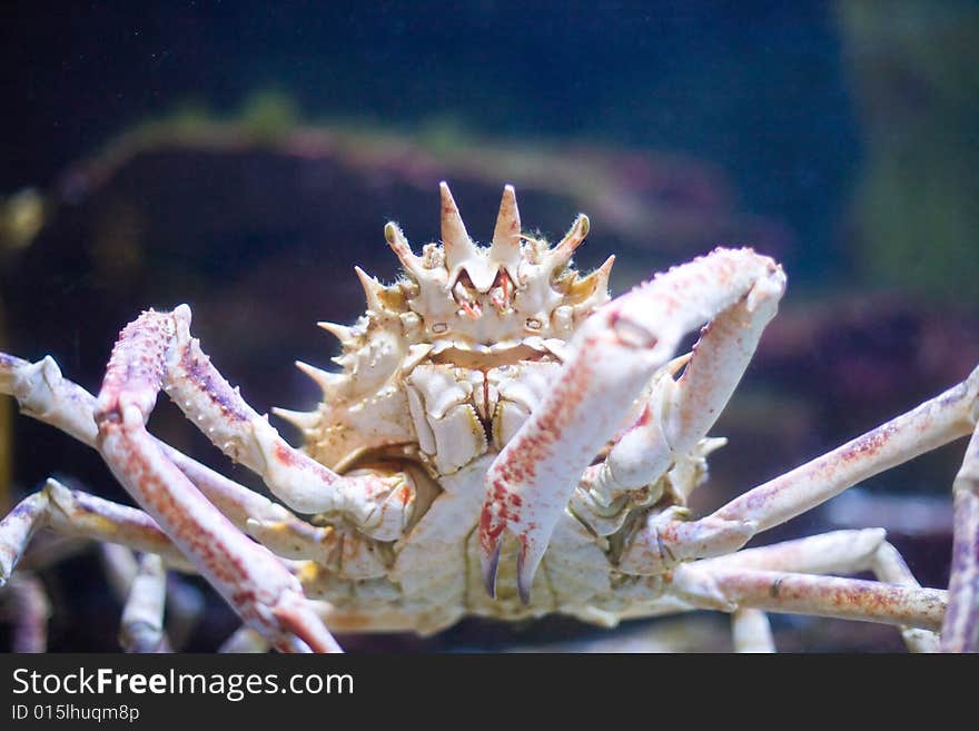 Huge crustacean - photo taken in Berlin Aquarium. Huge crustacean - photo taken in Berlin Aquarium