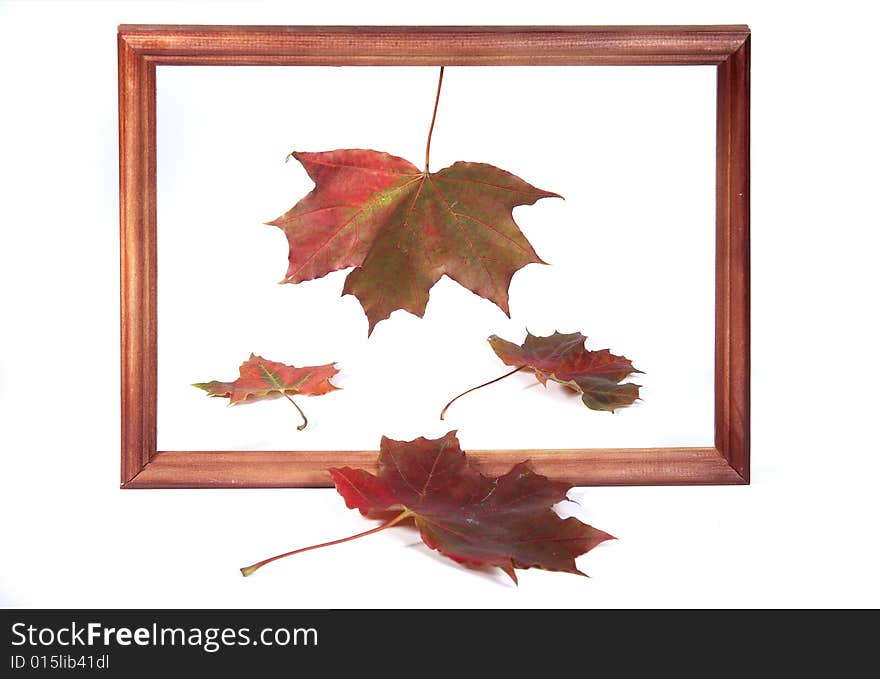 Four autumn maple leaves in a framework on a white background. Four autumn maple leaves in a framework on a white background