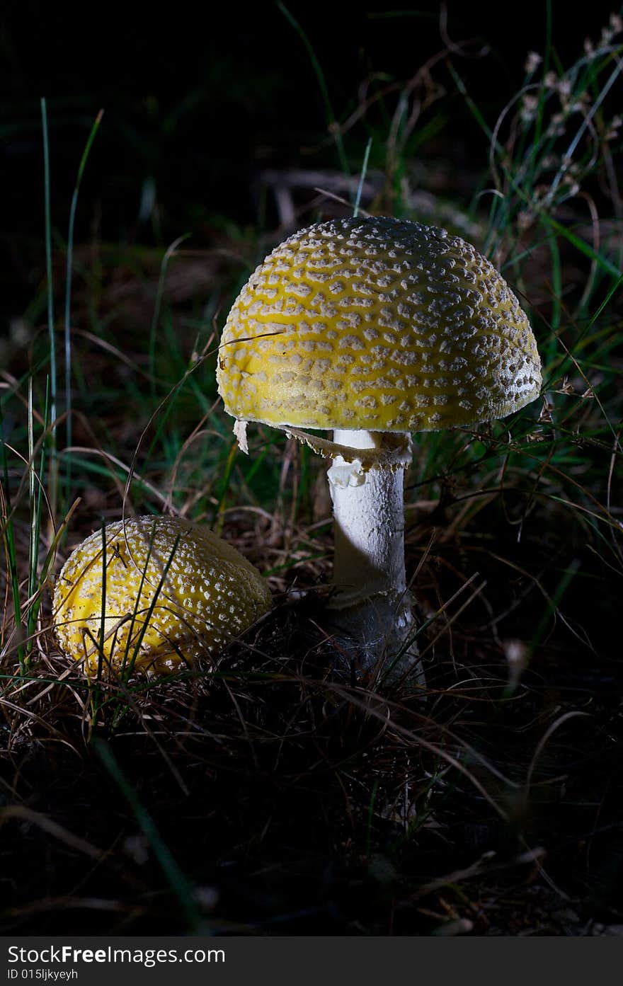 Yellow mushroom