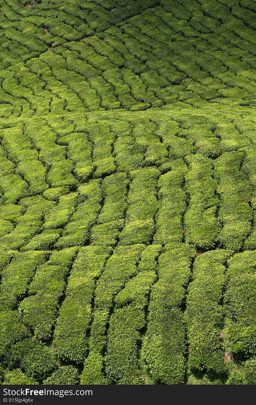 High view of rows of tea shrubs at a plantation in South East Asia. High view of rows of tea shrubs at a plantation in South East Asia