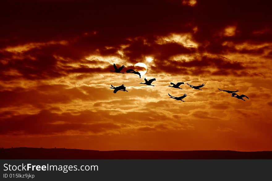 Sunrise. Birds at the sky. Sunrise. Birds at the sky.