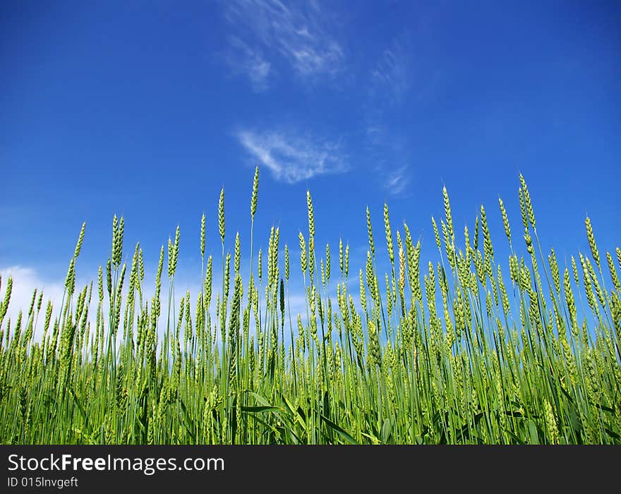 Early summer corn with a blue sky background. Early summer corn with a blue sky background