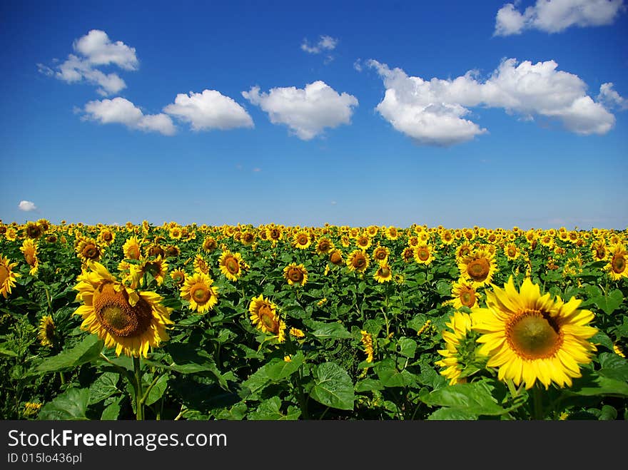 Field sunflower on a  sky