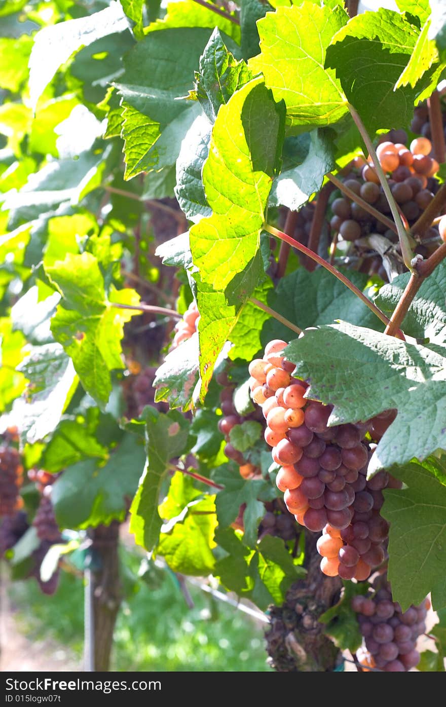 Red grapes