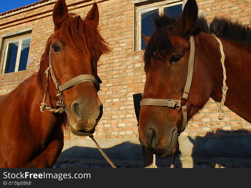 Horses talk in front of a brick house