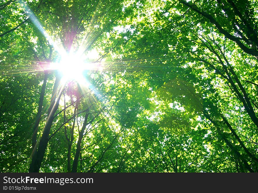 Green leaves background in sunny day