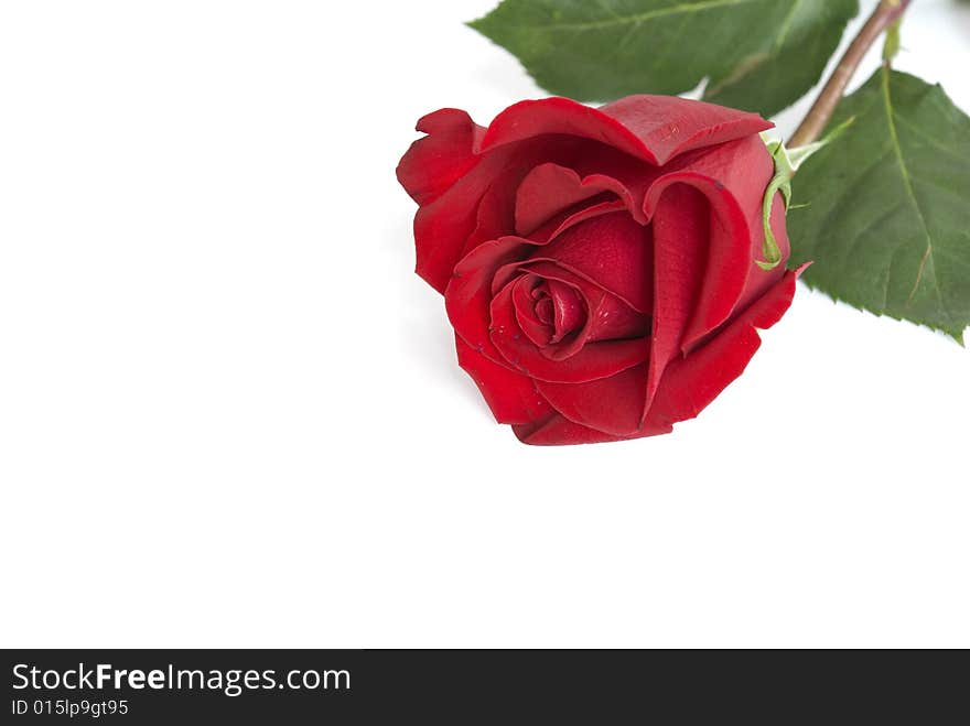 Beautiful red rose on a white background