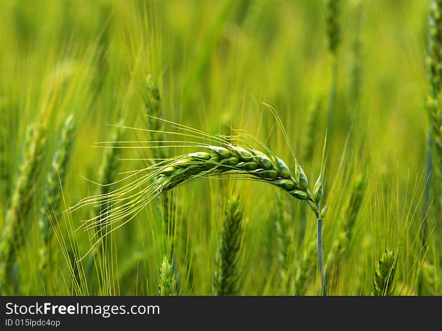 Green wheat