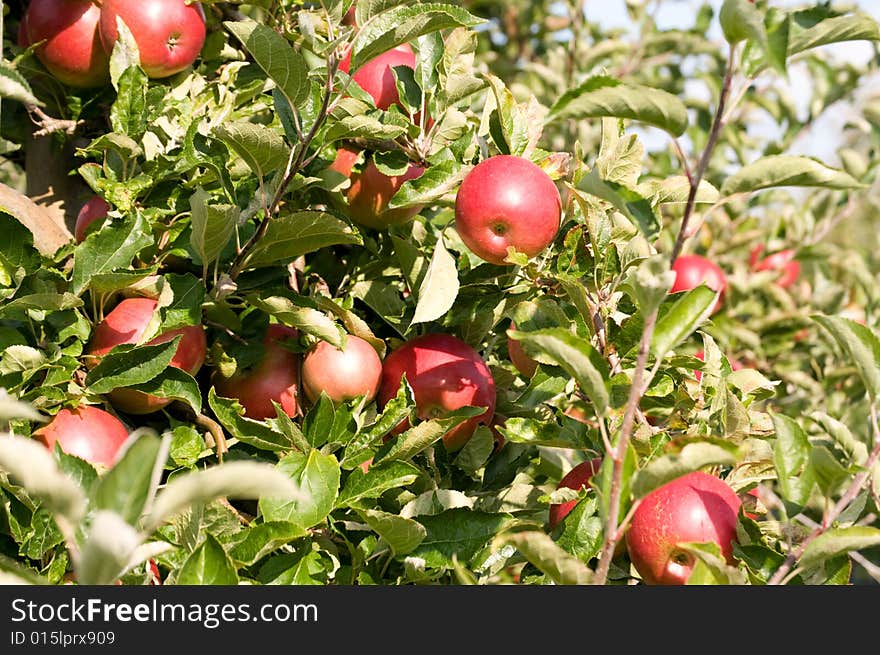 Red apples on the tree