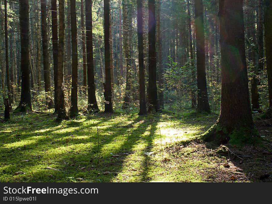 High detailed shot of northern woods (Canada). High detailed shot of northern woods (Canada).