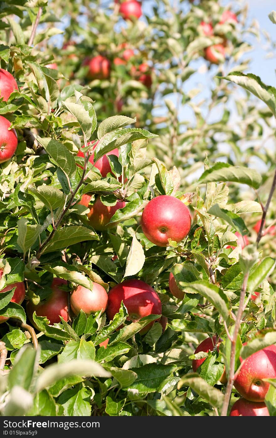 Red apples on the tree