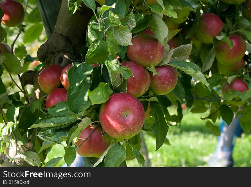 Red apples background in sunny day