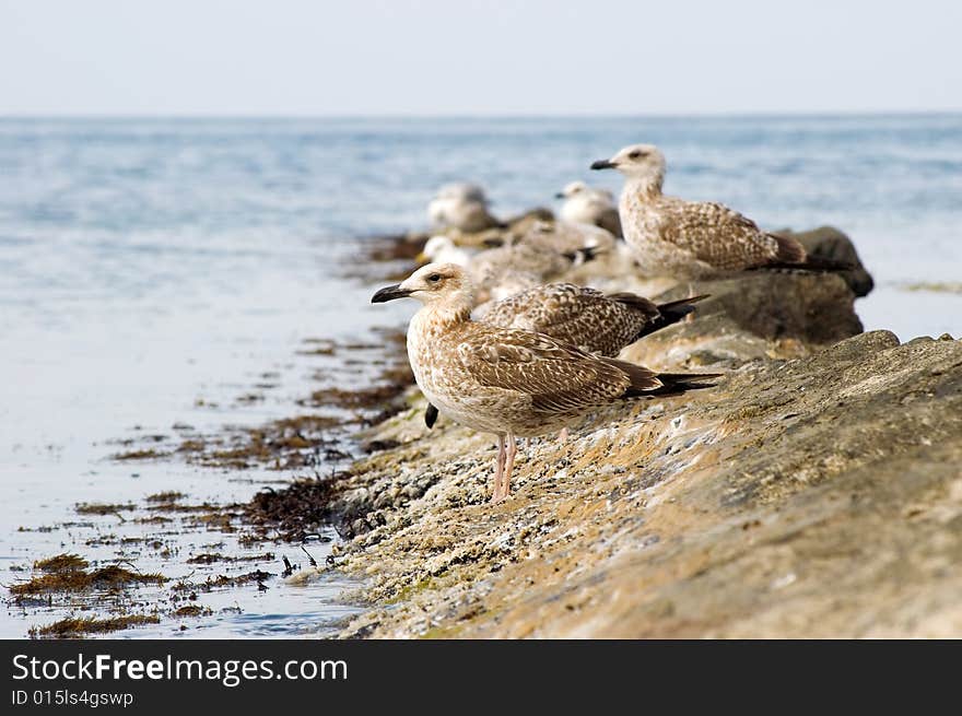 Seagulls on stone