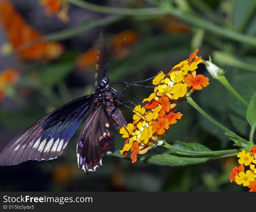 Black Swallowtail Butterfly