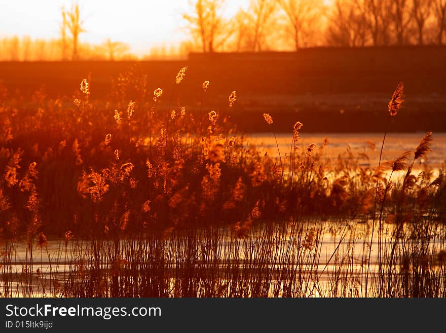 Abstract background of autumn reed in sunset