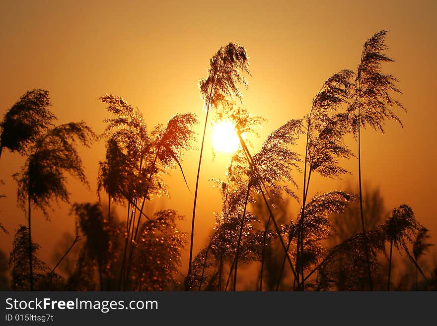 Abstract background of autumn reed in sunset