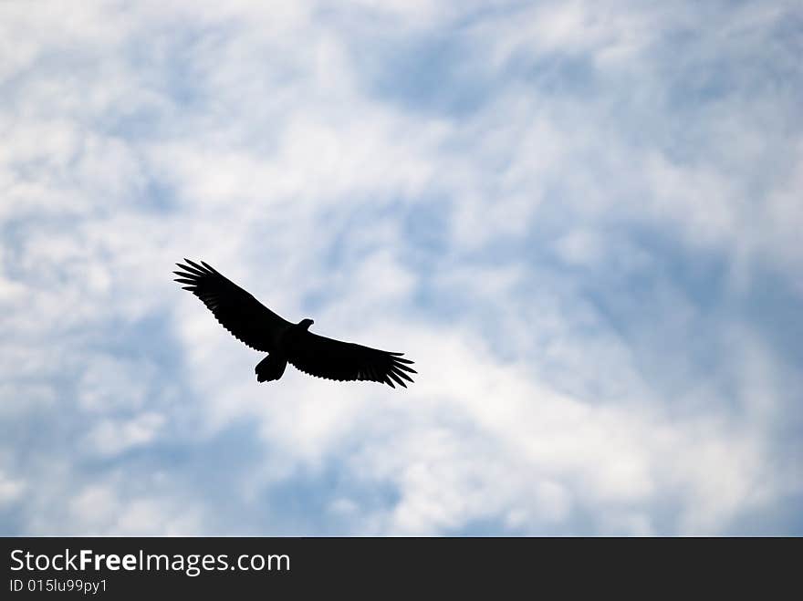 Silhouette of eagle in flight against cloudy sky. Silhouette of eagle in flight against cloudy sky