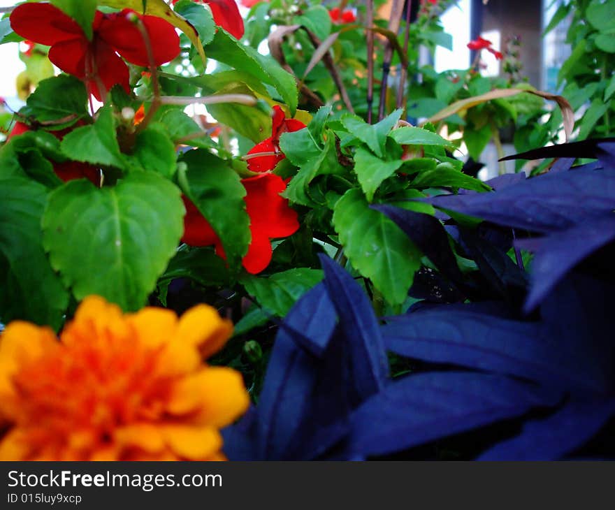 A patch of very colorful flowers as seen on Beaubien street in Montreal. A patch of very colorful flowers as seen on Beaubien street in Montreal