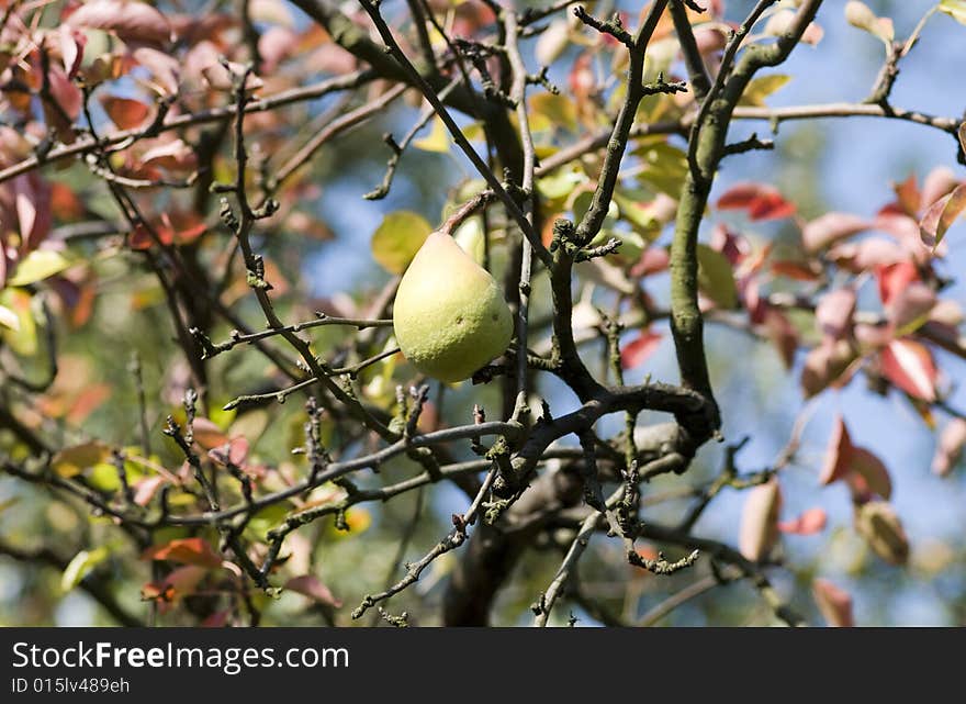 Pear and leaf in an autum image