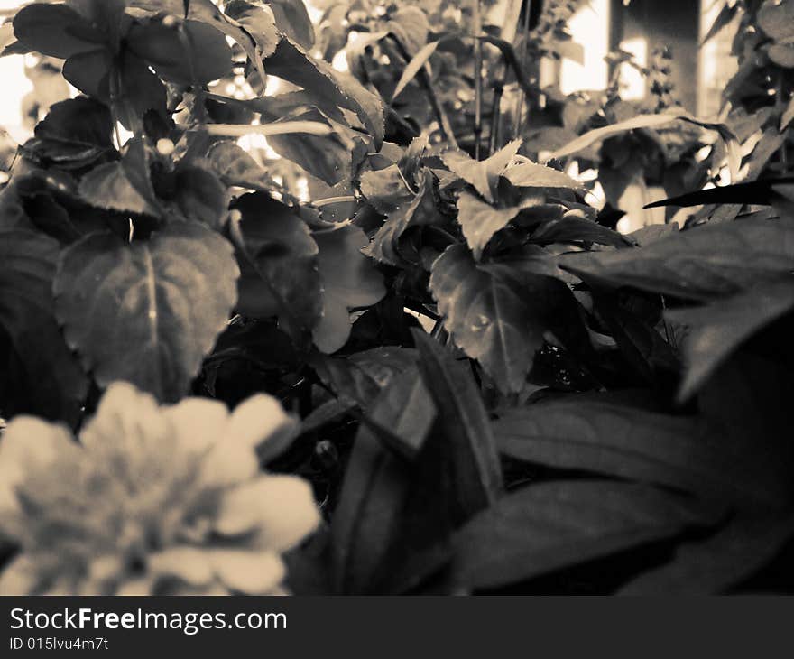 A patch of flowers as seen on Beaubien street in Montreal. A patch of flowers as seen on Beaubien street in Montreal