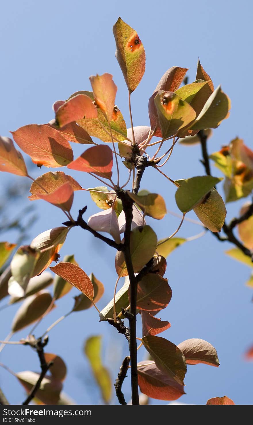 Pear leaf in an autum image