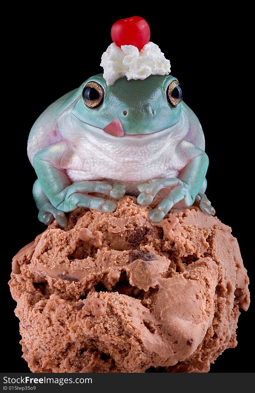 A whites tree frog is sitting on a scoop of ice cream and has whip cream and a cherry on his head. A whites tree frog is sitting on a scoop of ice cream and has whip cream and a cherry on his head.