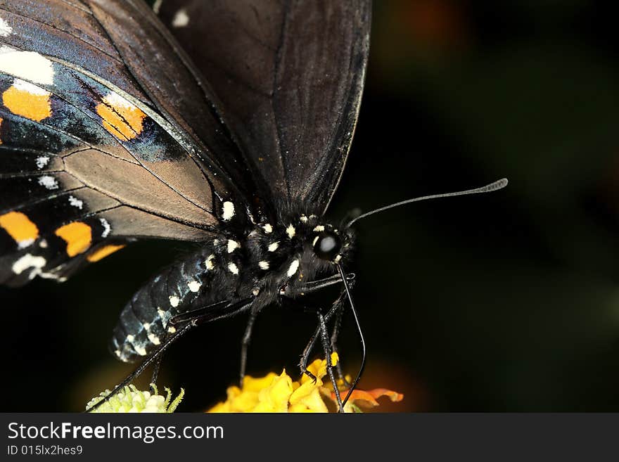 Black Swallowtail Butterfly