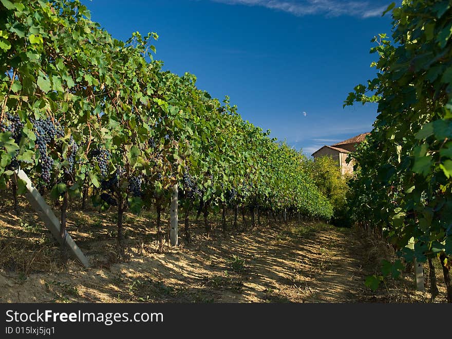 Barbera vineyard rows in Piemonte, Italy