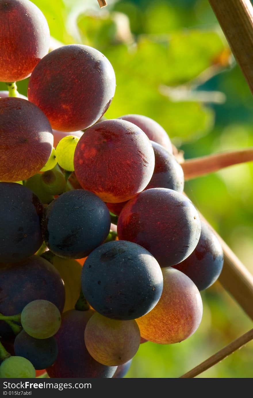 Red grapes in sunset light. Shallow dof. Red grapes in sunset light. Shallow dof