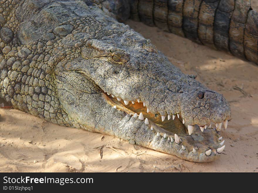 Head of adult crocodile, close, horizontal. Head of adult crocodile, close, horizontal