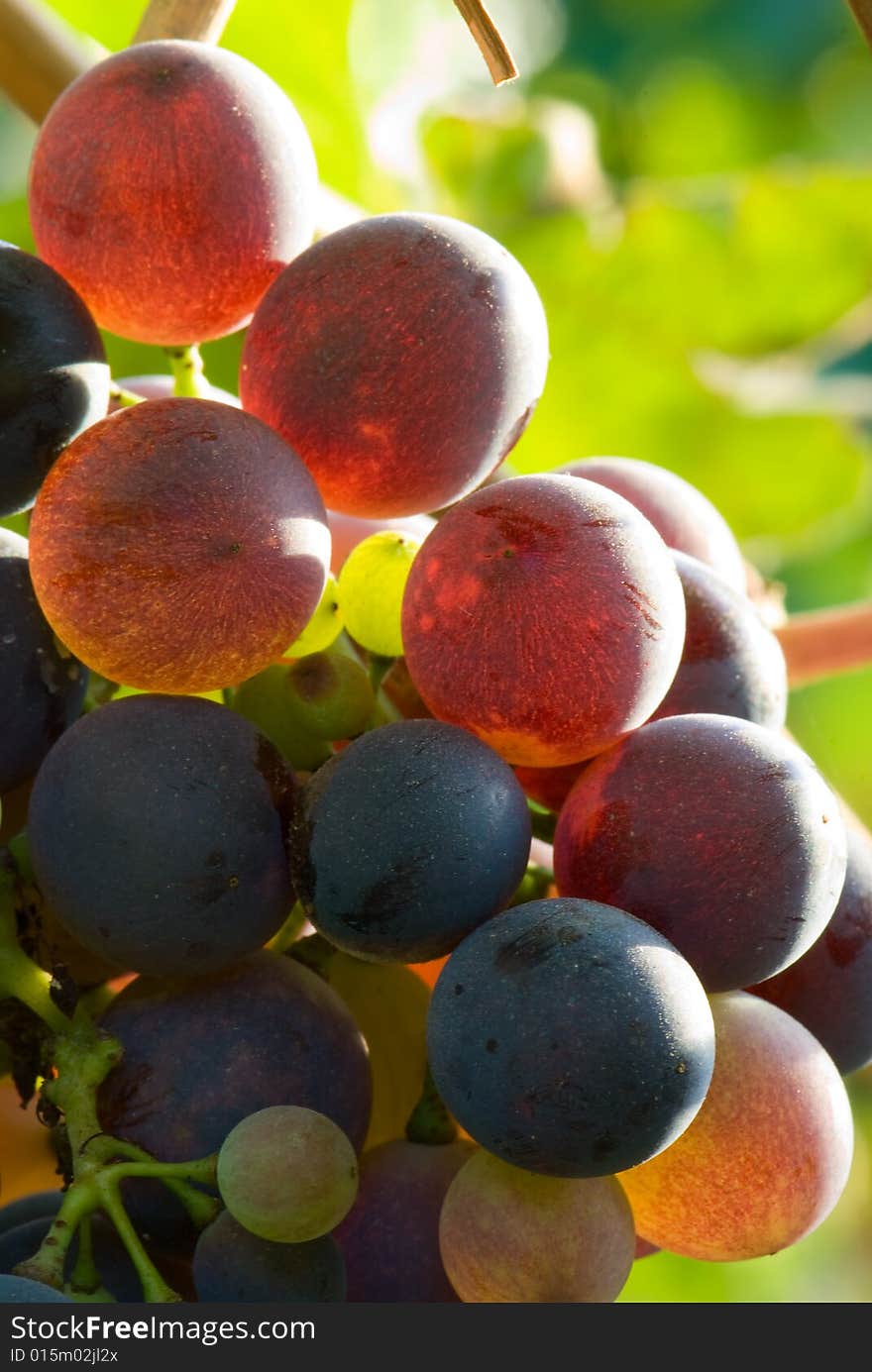 Red grapes in sunset light. Shallow dof. Red grapes in sunset light. Shallow dof