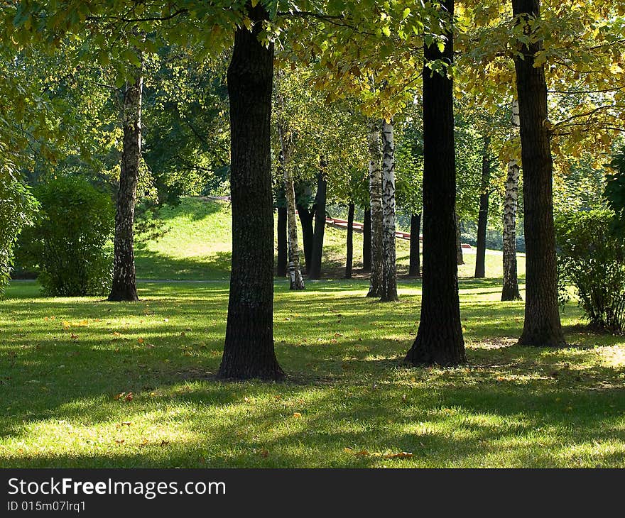 Autumn grove with sun shadows on the grass. Autumn grove with sun shadows on the grass